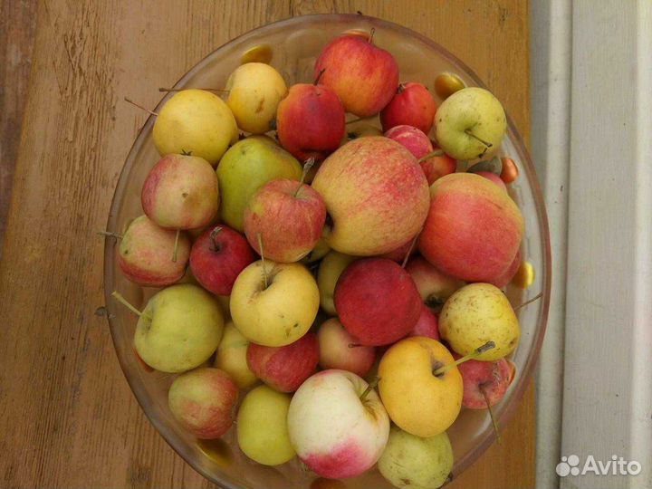 Саженцы собственного выращивания