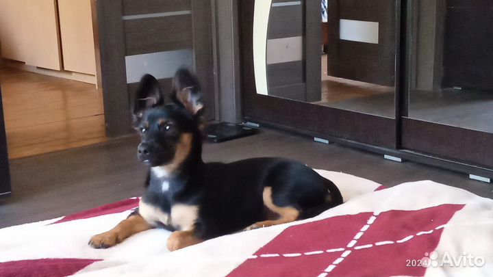 Продам собаку