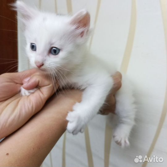 Котята турецкой ангоры