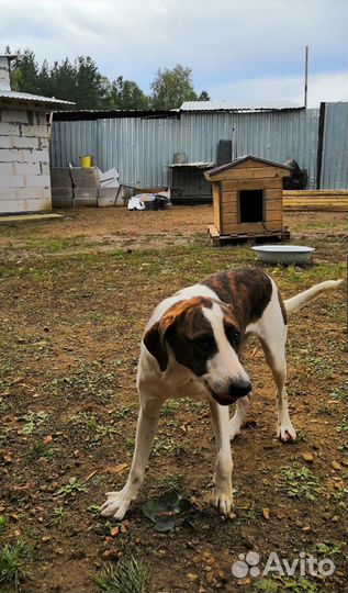 Молоденькая собака