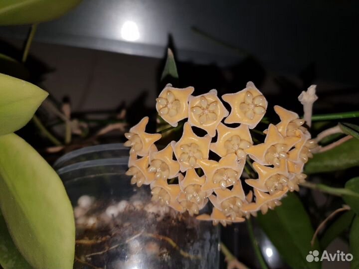 Редкие хойи