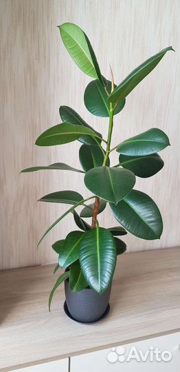 Фикус эластика