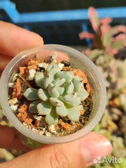 Суккуленты