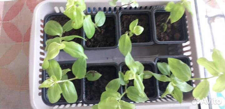 Рассада традесканции и пилеи