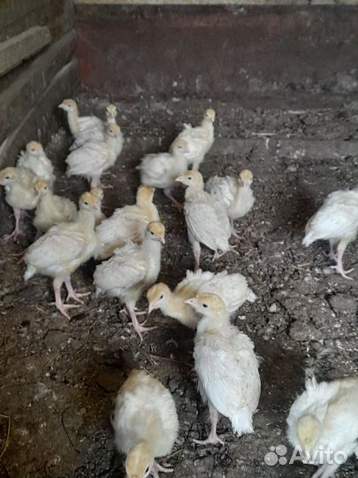 Индюки хайбрид конвертер 2 недели