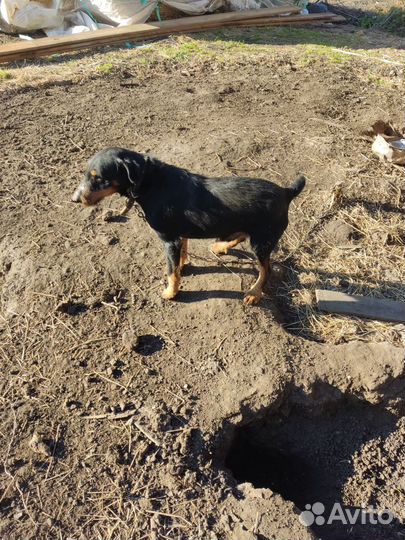 Эстонская гончая щенки