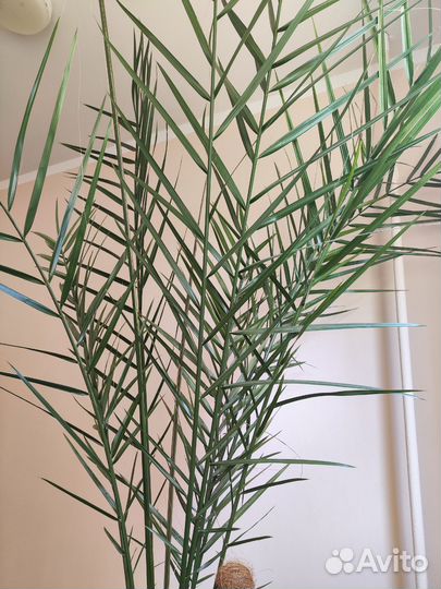 Финиковая пальма