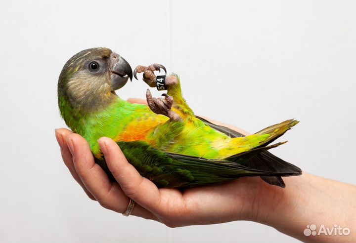 Сенегальский попугай птенцы выкормыши