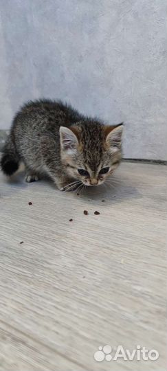 Кошка в дар бесплатно