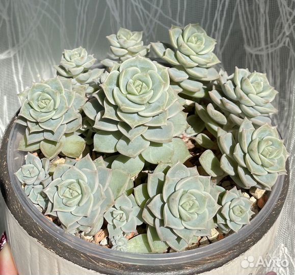 Граптоверия титубанс детки 2е фото