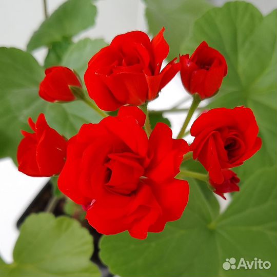 Герань пеларгония