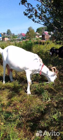 Дойные козы