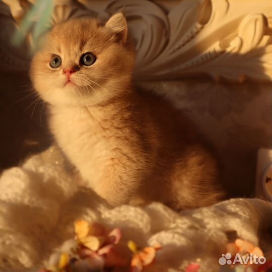 Британские котята