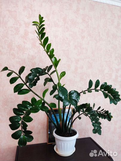 Замиокулькас