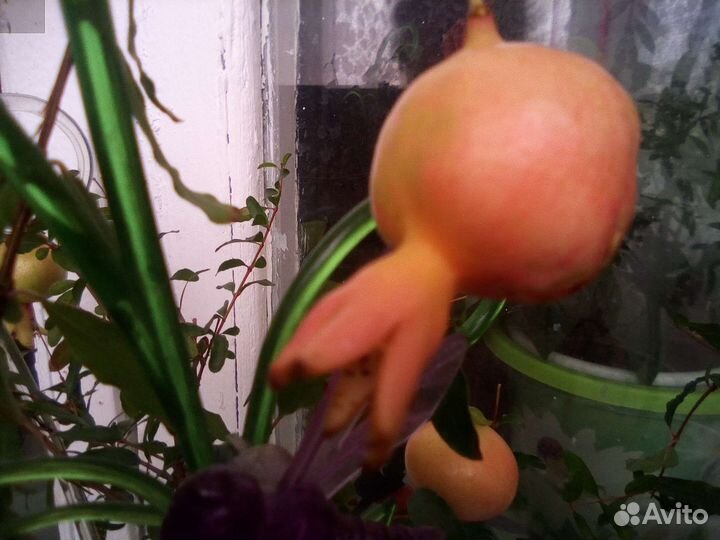 Гранат комнатный