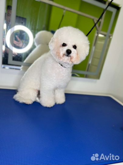 Искупать, постричь, вычесать, услуги ветеринара