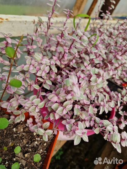 Каллизия и традесканция комнатные растения