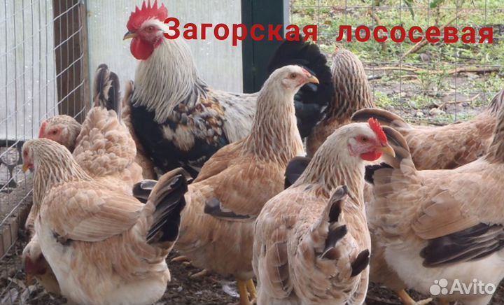 Цыплята породной птицы