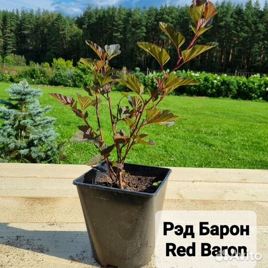 Пузыреплодник