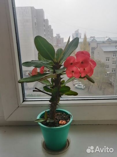 Молочай Миля