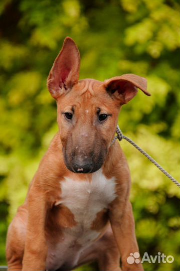 Щенок Бультерьера стандартного