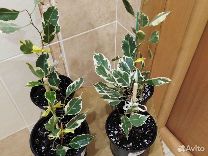 Фикус Твилайт