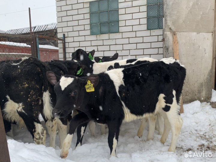 Бычки телята