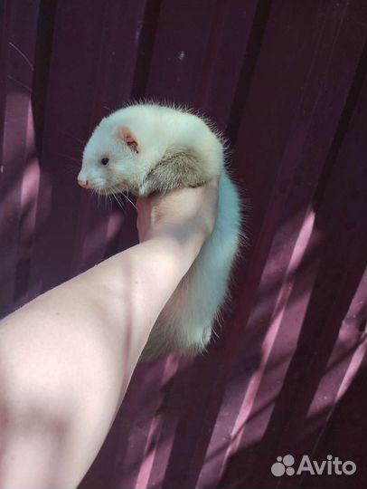 Хорек. Мишка Бу. Доставка. Ветпаспорт