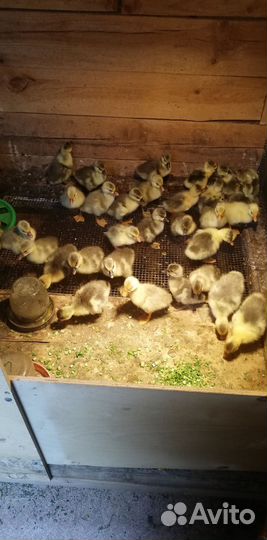 Гусята и утята