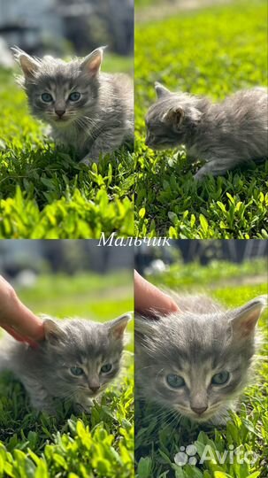 Отдам котят