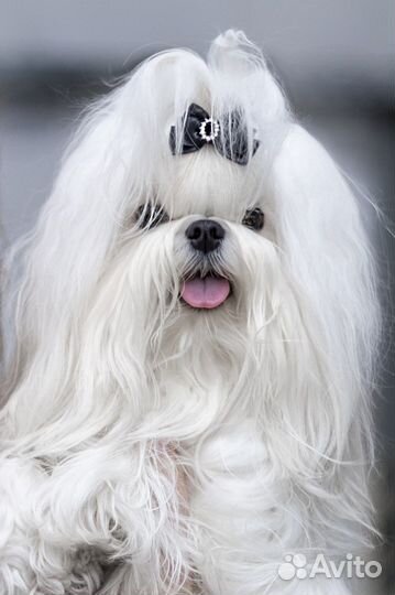 Мальтезе вязка