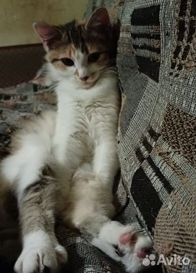 Пушистая трёхцветная кошечка котенок в дар
