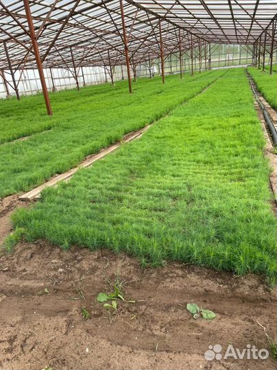 Сеянцы сосны и ели