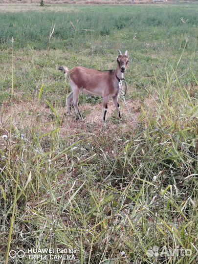 Козы дойные