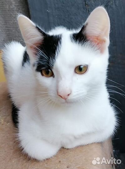 Котенок мальчик в добрые руки
