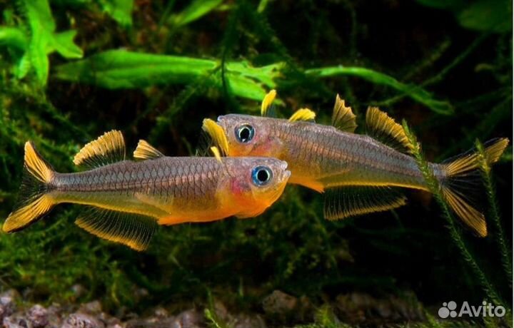 Попондетта фурката Аквариумные рыбки и растения
