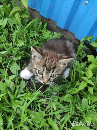 Отдам котёнка в хорошие руки)