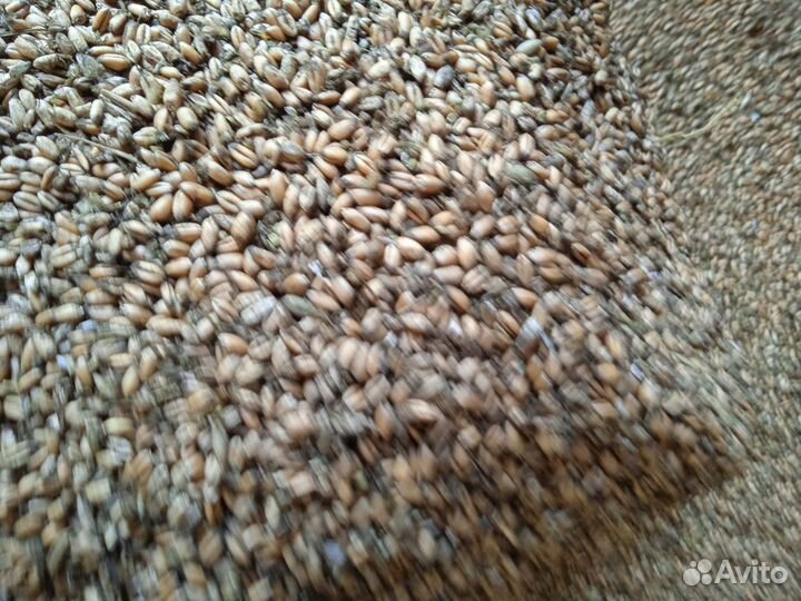 Зерно пшеница