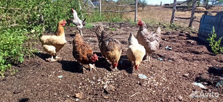 Курицы домашние