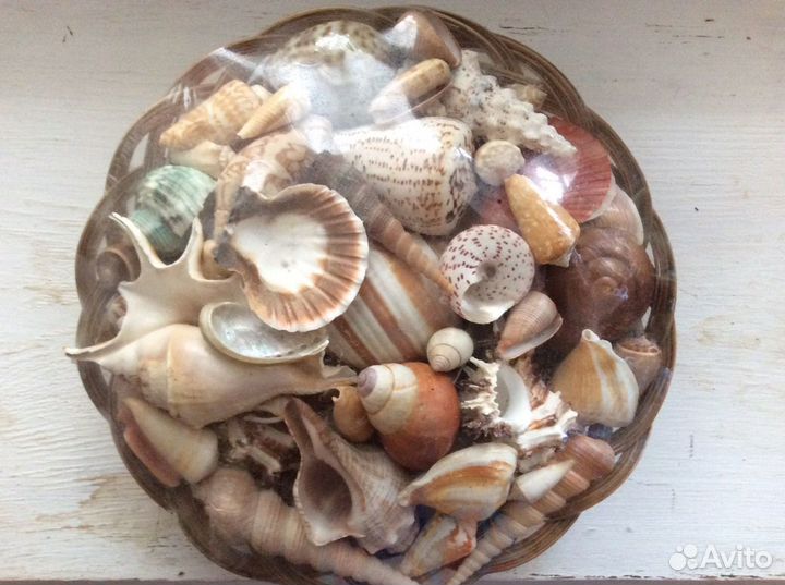 Морские ракушки