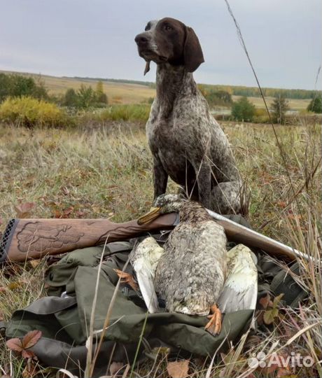 Щенки курцхаара