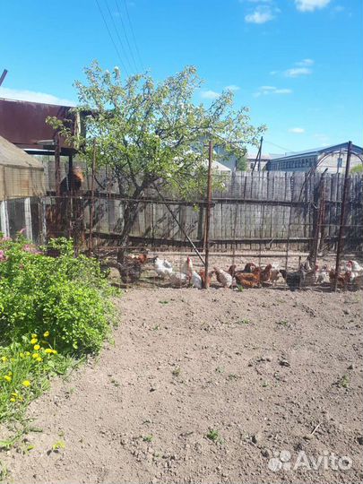 Домашние куриные яйца