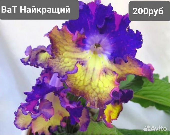 2. Стрептокарпусы сортовые