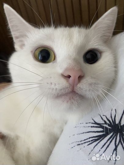 Кошка в дар