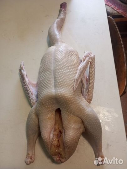 Гусь домашнее мясо