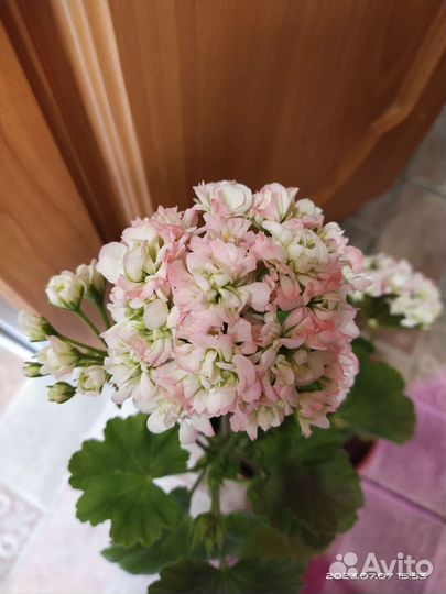 Пеларгония герань