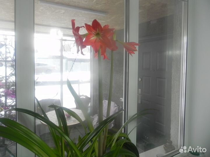 Продам цветы комнатные