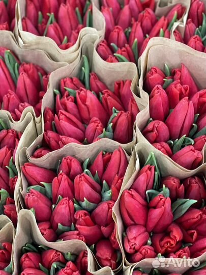 Тюльпаны, букет тюльпанов