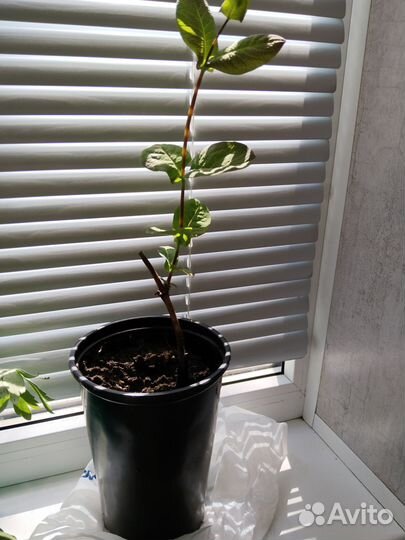 Многолетняя лиана