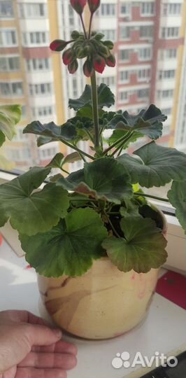 Пеларгония герань